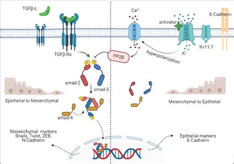 kv11 channels cancer